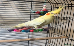 Cockatiels birds for sale: Tame Cockatiel LUTINO 6Months Old - Image 1