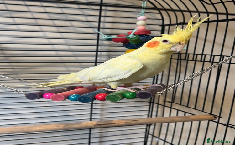 Cockatiels birds - Advert 2