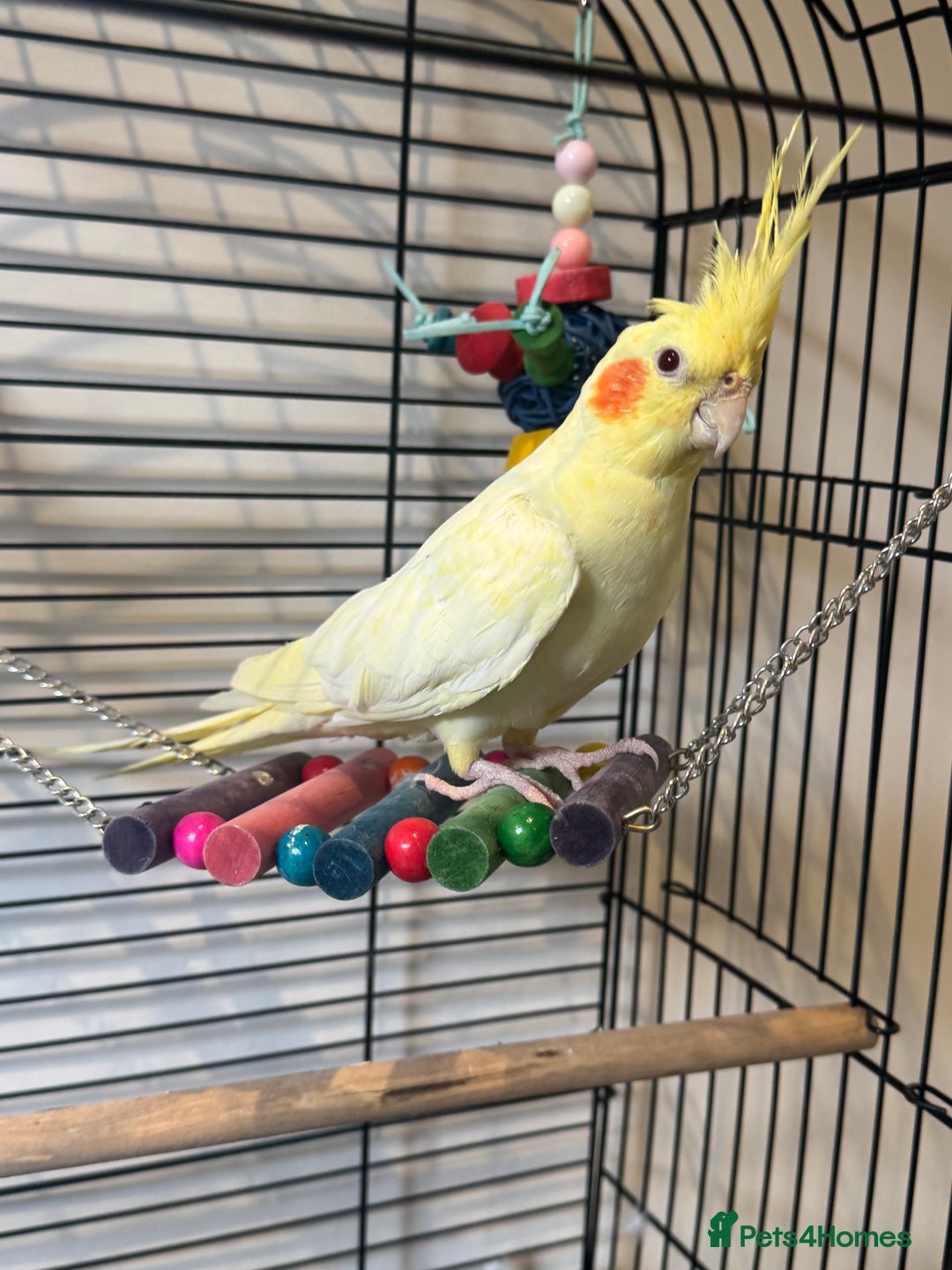 Cockatiels birds for sale: Tame Cockatiel LUTINO 6Months Old - Image 1