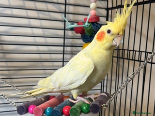 Cockatiels birds - Advert 16