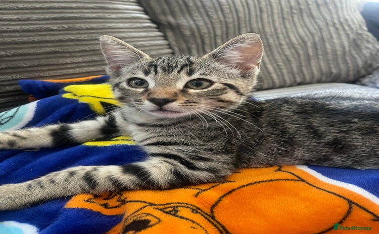 Bengal cats - Advert 1