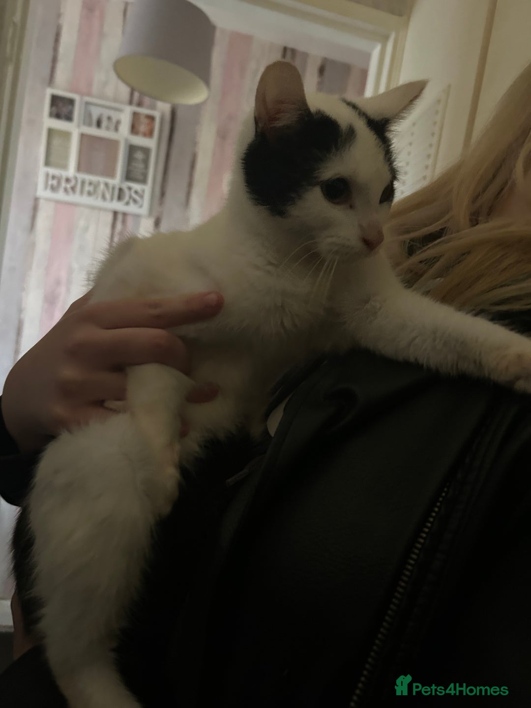 Mixed Breed cats for sale: 2 beautiful boys left  - Image 4