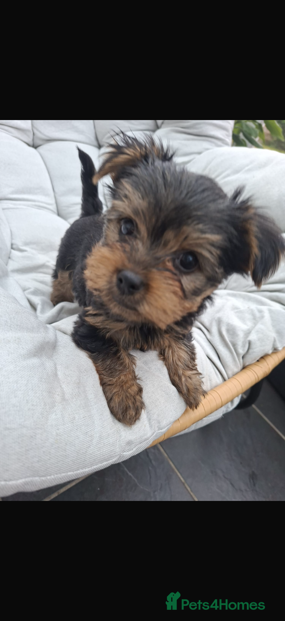 Yorkshire Terrier dogs Yorkshire terrier puppy boy  - Advert 1