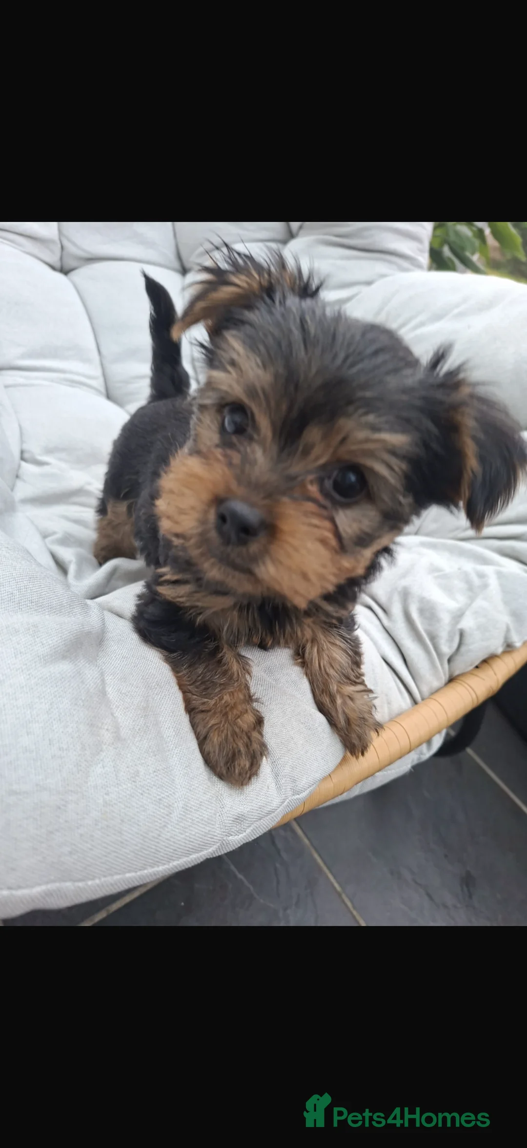 Yorkshire Terrier dogs for sale: Yorkshire terrier puppy boy  - Advert 1