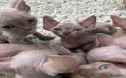 Devon Rex cats for sale: TICA Registered- Lilac Devon Rex Kittens - Image 26