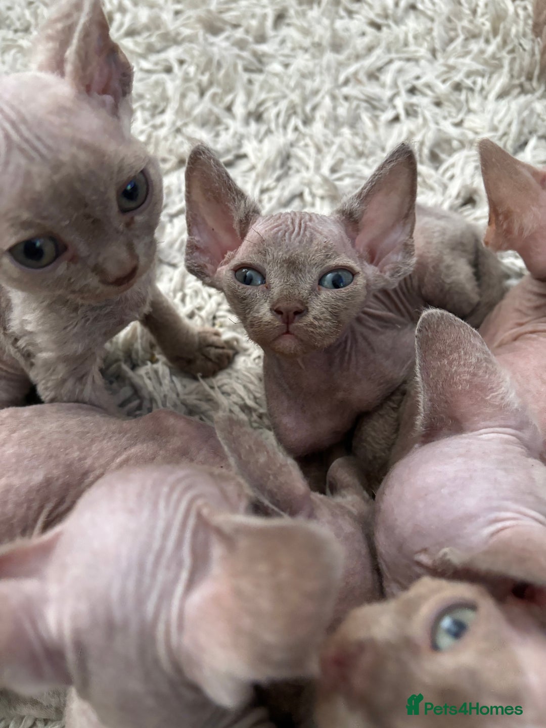 Devon Rex cats for sale: TICA Registered- Lilac Devon Rex Kittens - Image 26