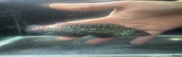 Cichlids fish for sale: Thai imports Crystal parrot & srt (Cheshire) - Advert 13