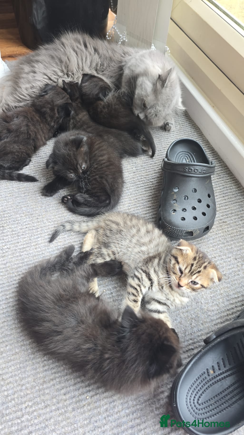 British Shorthair cats British shorthair fold kittens  - Advert 18