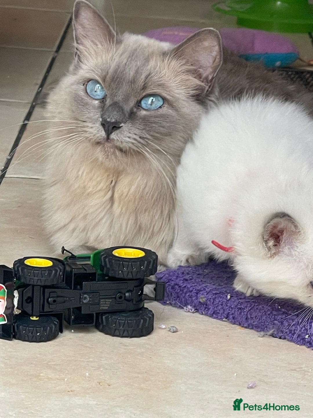 Ragdoll cats for sale: TICA registered pedigree Mink & blue point kittens - Image 35
