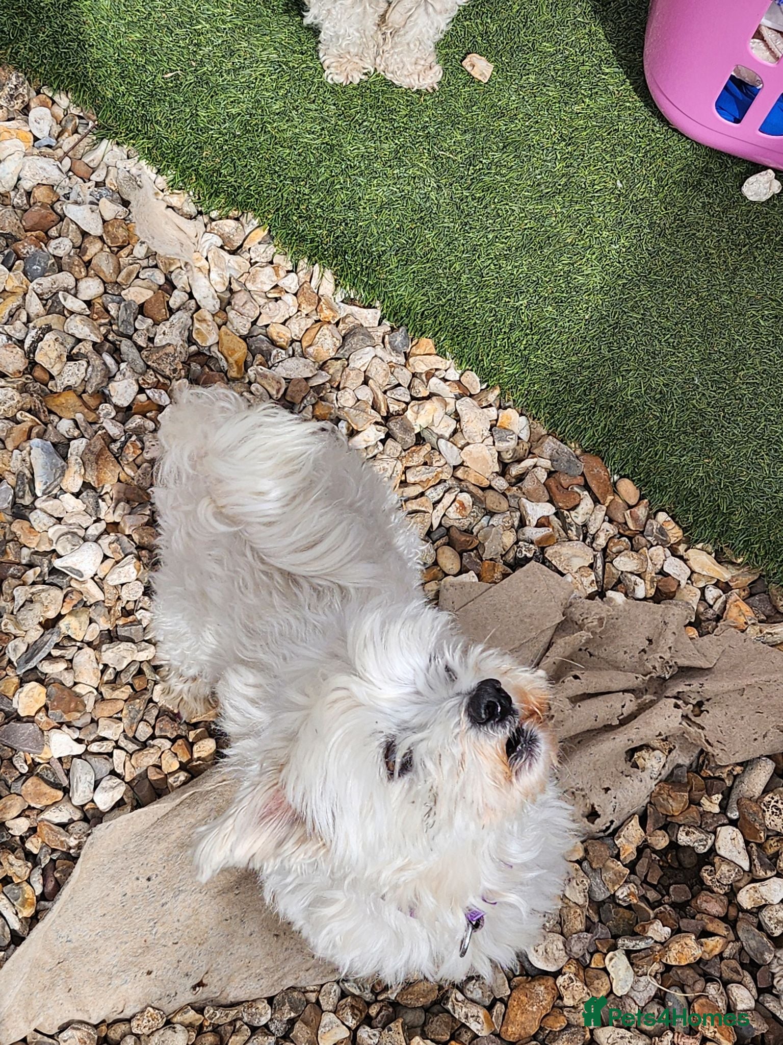 Mixed Breed dogs Bichion x Maltese puppys - Advert 1