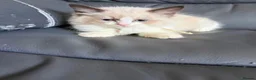 Ragdoll cats for sale: 6 perfect ragdoll kittens - Advert 6