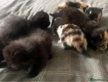 Mixed Breed 7
