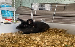 Mixed Breed rabbits for sale: 2 beautiful baby bunnies for sale - Image 5