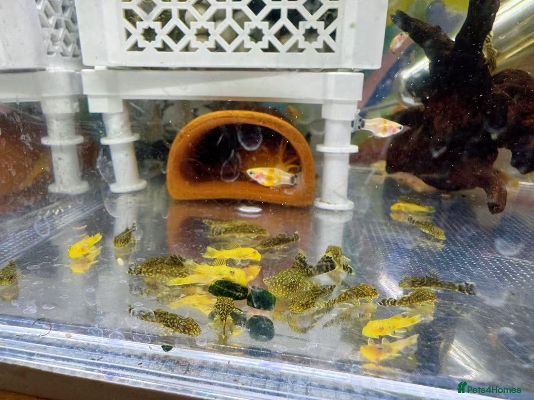 Plecos fish for sale: Bristlenose Pleco Golden&Snowflake – Various Sizes - Advert 4