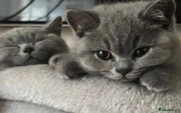British Shorthair cats for sale: GCCF active mum and daughter blue BSH - Image 30