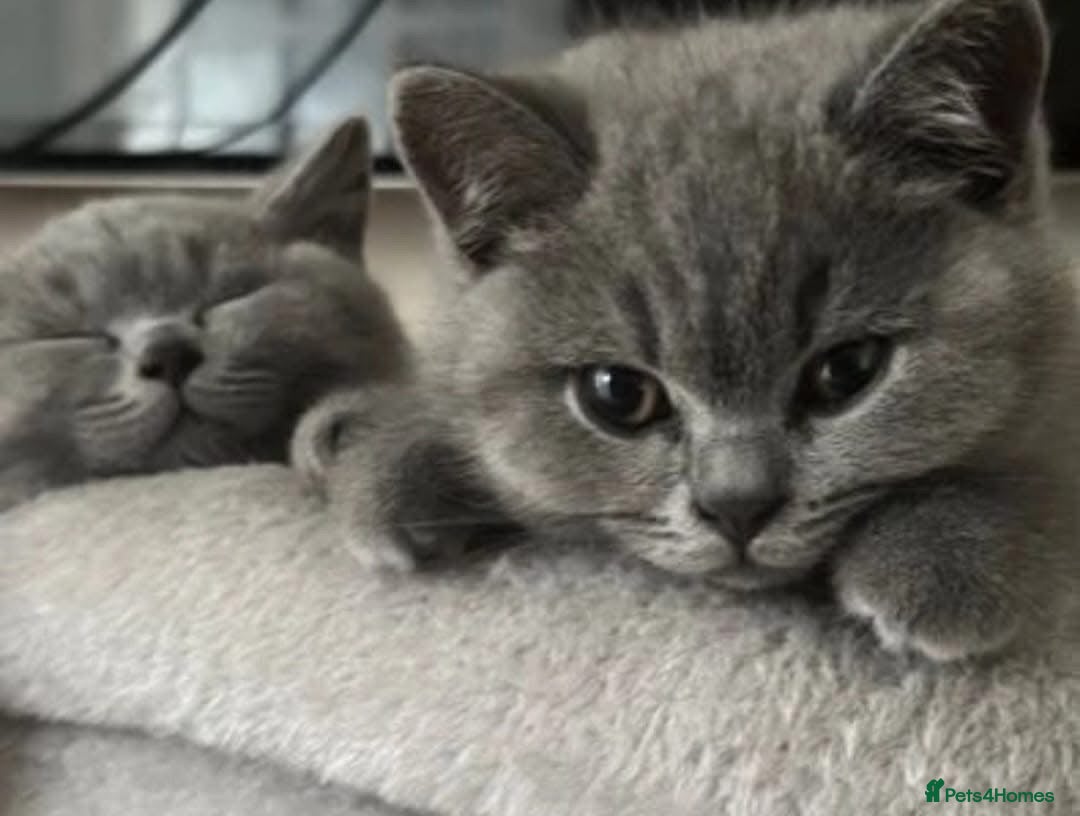 British Shorthair cats for sale: GCCF active mum and daughter blue BSH - Image 30