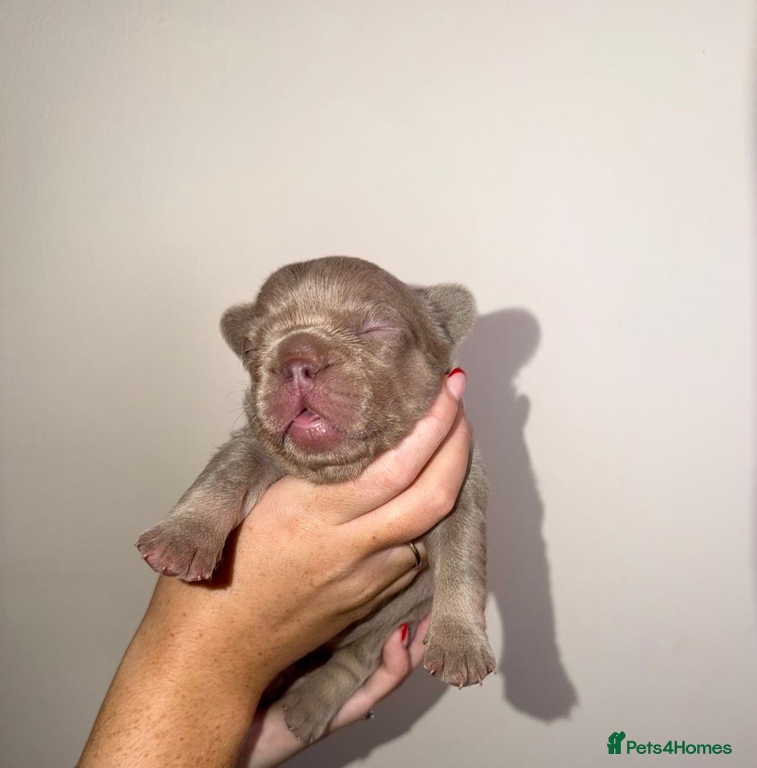 French Bulldog dogs for sale: French bulldog  - Advert 14