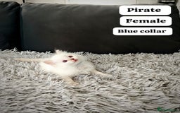 Ragdoll cats for sale: Ready Pedigree Lilac (Rare) Ragdoll Kittens - Image 1