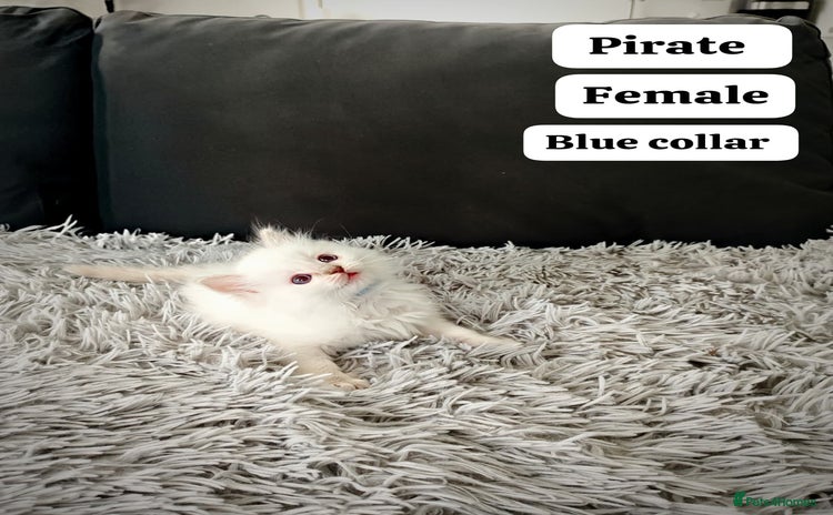 Ragdoll cats - Advert 1