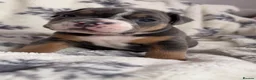 Olde English Bulldogge dogs for sale: 🔥🔥Champion bloodline Olde English Buldogs🔥🔥 - Advert 28