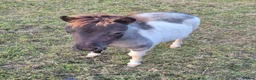 Shetland pony horses for sale: Miniature Shetlands looking for new homes - Advert 1