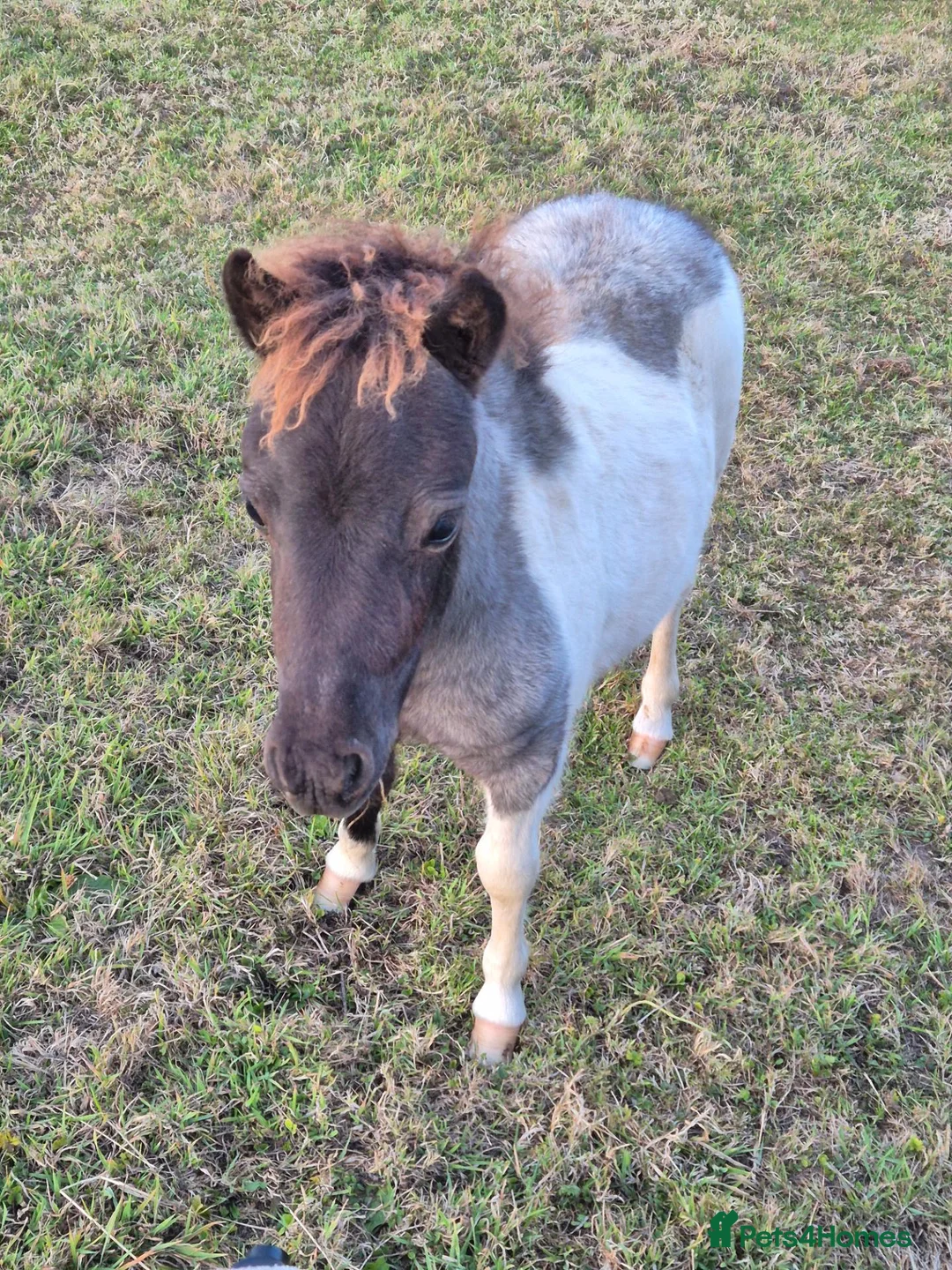 Shetland pony horses for sale: Miniature Shetlands looking for new homes - Advert 1