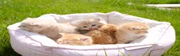 British Shorthair cats for sale: Gorgeous BSH golden kittens pedigree TICA - Advert 18