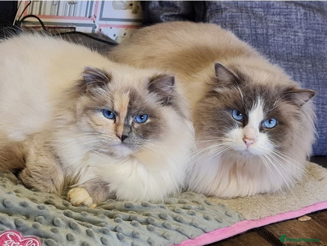 Ragdoll cats Amazing Ragdoll Babies  - Advert 1
