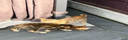Mixed Breed cats for sale: Half bengal kittens  - Advert 14