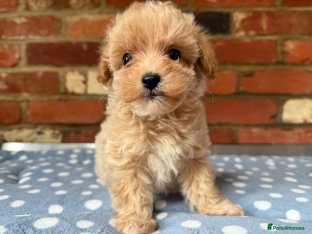 Maltipoo dogs for sale: Tiny Asian Maltipoo - Image 20