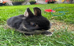 Netherland Dwarf rabbits for sale: Netherland Dwarf Rabbits For Sale  - Image 16