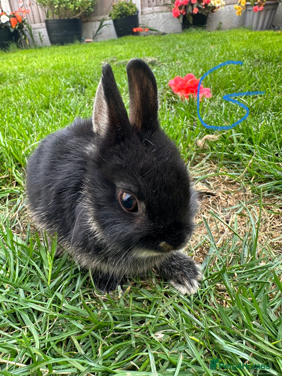 Netherland Dwarf rabbits for sale: Netherland Dwarf Rabbits For Sale  - Image 16