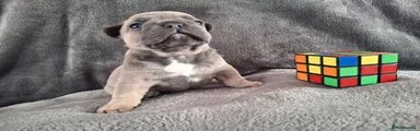 French Bulldog 1