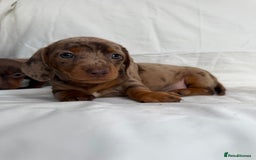 Miniature Dachshund dogs for sale: Dachshund puppy’s for sale - Image 2