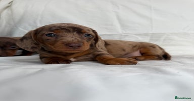 Miniature Dachshund dogs - Advert 2