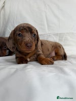 Miniature Dachshund dogs - Advert 14