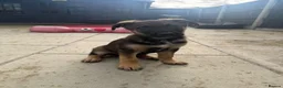 Mixed Breed dogs for sale: German shepherd x black Belgian Malinois - Advert 6