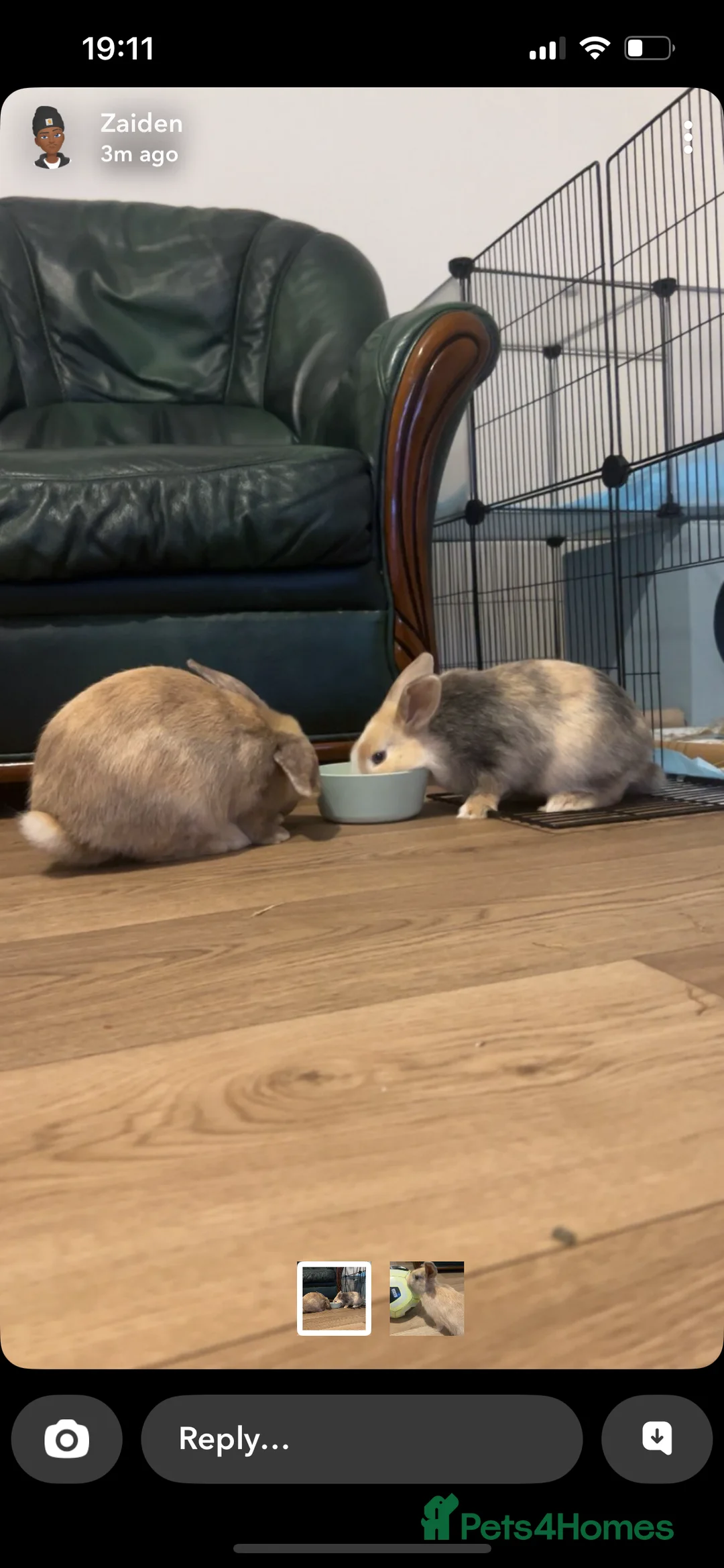 Mixed Breed rabbits for sale: Sister rabbits looking for a new home - Advert 2