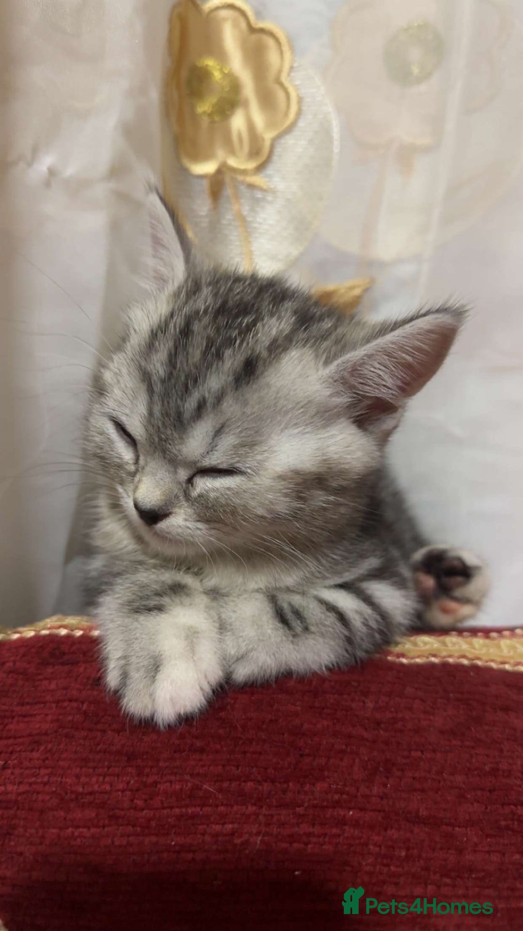 British Shorthair cats for sale: Mom and baby boy - Image 6