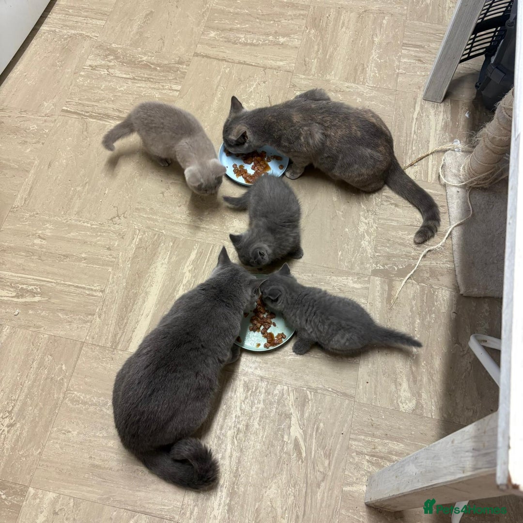 British Shorthair cats for sale: Beautiful Blue Boy - Advert 5