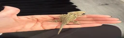 Dragon reptiles for sale: Baby Rankin dragon - Advert 3