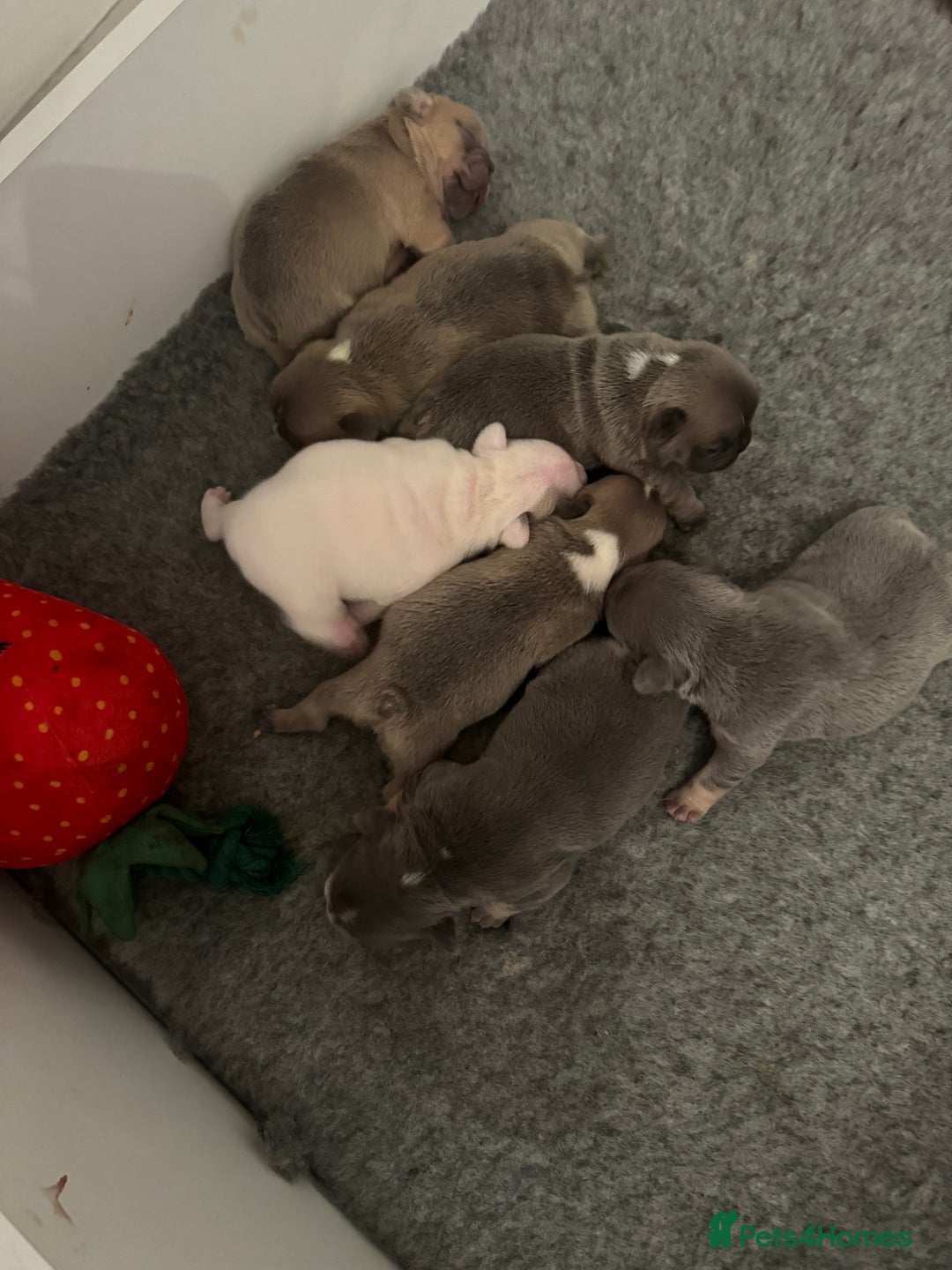 French Bulldog dogs for sale: 🐾✨ Adorable Frenchies ready soon ✨ 🐾  - Advert 8