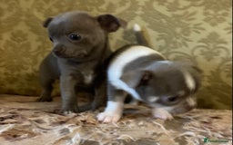 Chihuahua dogs for sale: Chihuahua girls from licensed breeder - Image 7