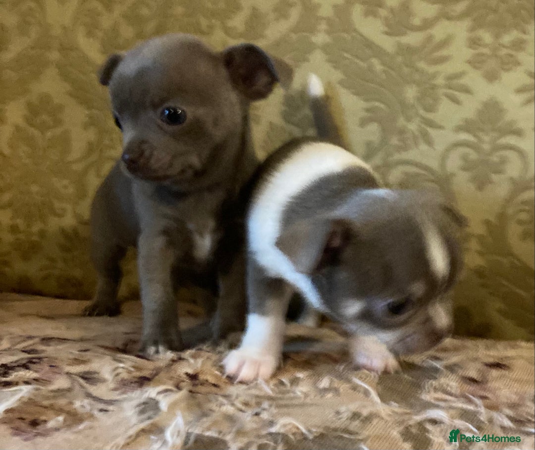 Chihuahua dogs for sale: Chihuahua girls from licensed breeder - Image 7