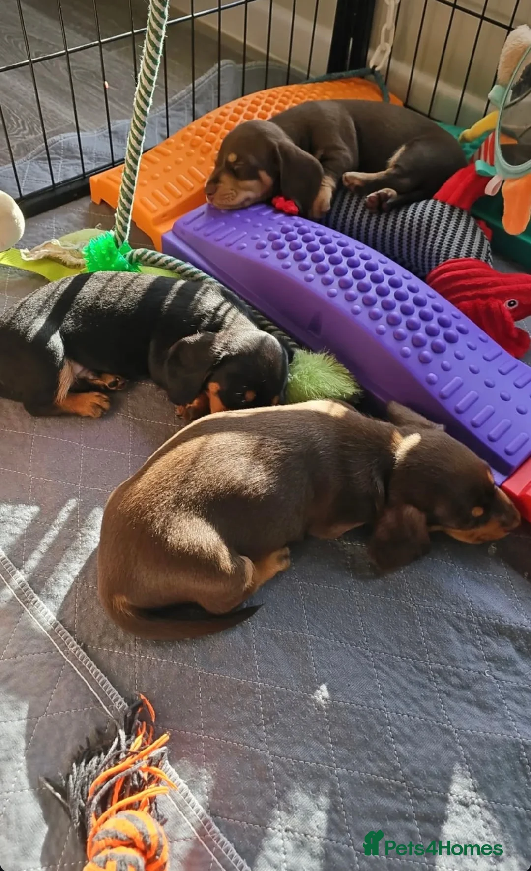 Miniature Dachshund dogs for sale: Affectionate Smooth Coat Miniature Dachshunds. - Advert 8