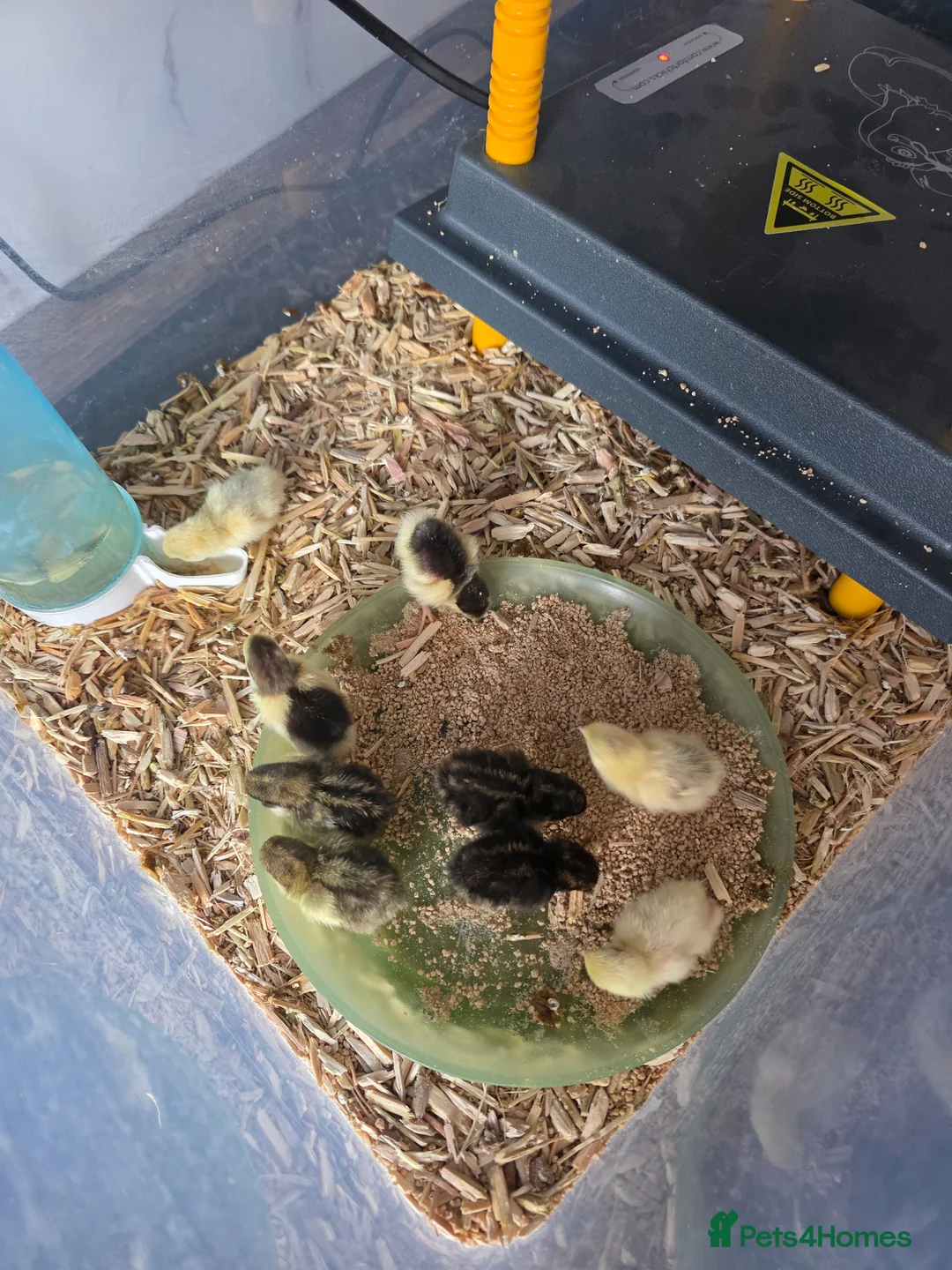 Quail poultry for sale: Mixed button quail - Advert 2