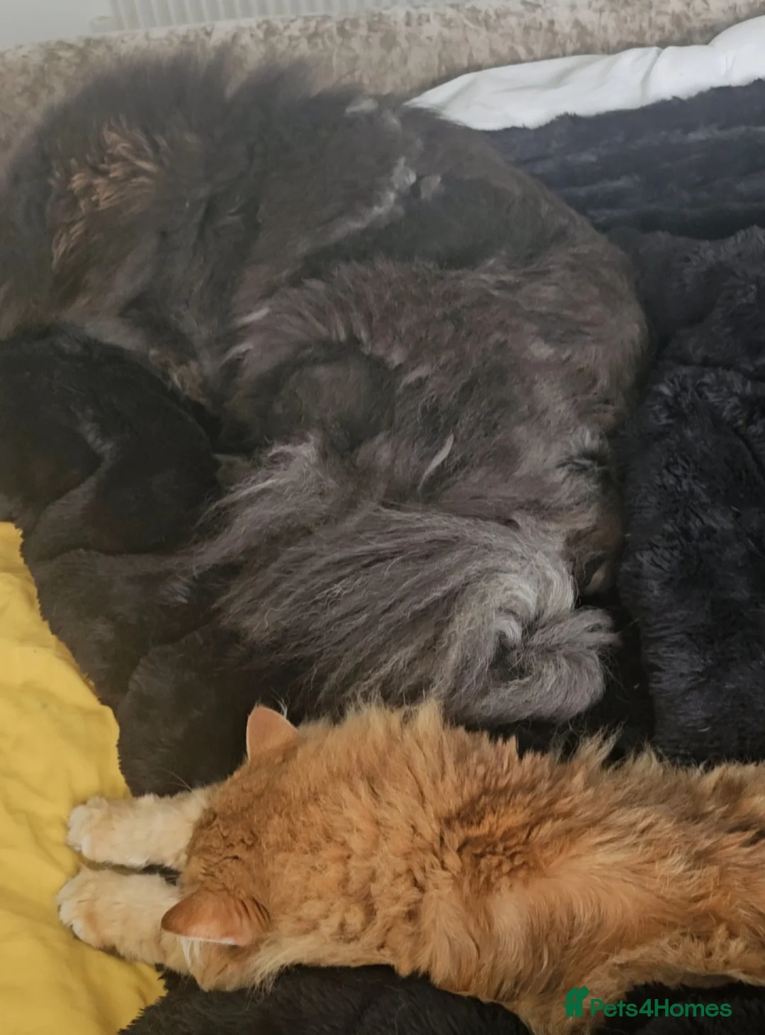 Chow Chow dogs for sale: 1 year old cat-loving chowchow  - Advert 2