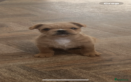 French Bulldog dogs for sale: Beautiful male French bulldog  - Image 2