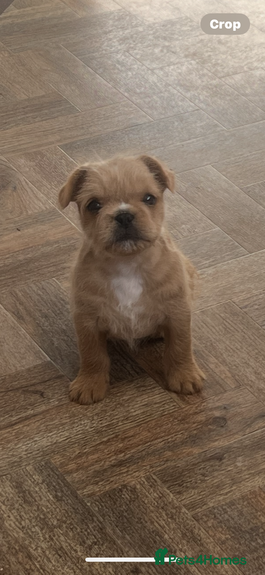 French Bulldog dogs for sale: Beautiful male French bulldog  - Image 2