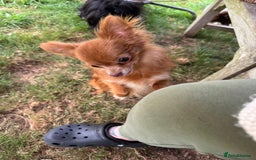 Chihuahua dogs for sale: Gorgeous long haired pedigree Chihuahua - Image 1